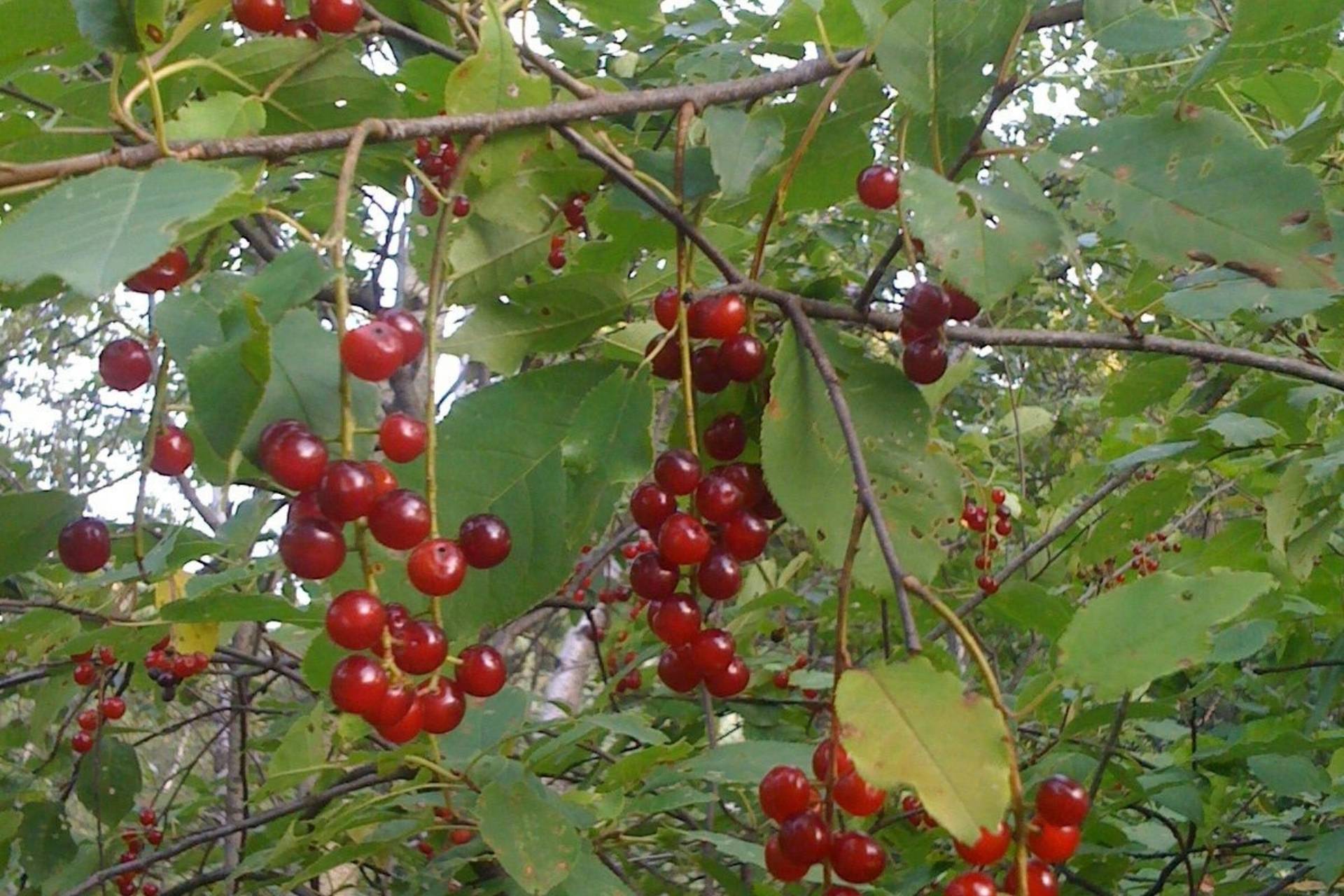 Chokecherry – Native Tree Spotlight | Urban Ecology Center